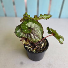 Load image into Gallery viewer, #RD8 Begonia Unknown