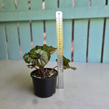 Load image into Gallery viewer, #RD8 Begonia Unknown