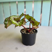 Load image into Gallery viewer, #RD8 Begonia Unknown