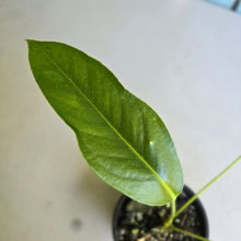Load image into Gallery viewer, #D448 Anthurium Spectabile