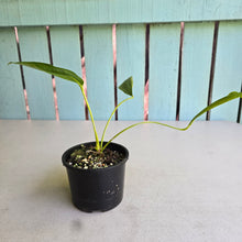 Load image into Gallery viewer, #D448 Anthurium Spectabile