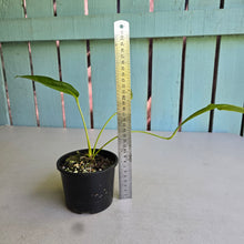 Load image into Gallery viewer, #D448 Anthurium Spectabile