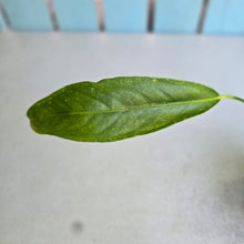 Load image into Gallery viewer, #D448 Anthurium Spectabile