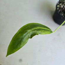 Load image into Gallery viewer, #D448 Anthurium Spectabile