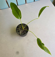 Load image into Gallery viewer, #D448 Anthurium Spectabile