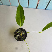 Load image into Gallery viewer, #D448 Anthurium Spectabile