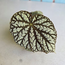 Load image into Gallery viewer, #D933 Begonia Unknown
