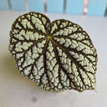 Load image into Gallery viewer, #D933 Begonia Unknown