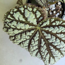Load image into Gallery viewer, #D933 Begonia Unknown