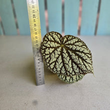 Load image into Gallery viewer, #D933 Begonia Unknown