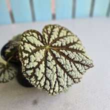 Load image into Gallery viewer, #D933 Begonia Unknown