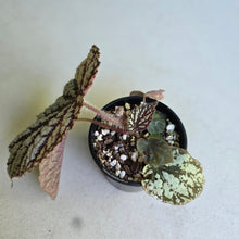 Load image into Gallery viewer, #D933 Begonia Unknown