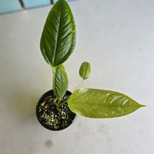 Load image into Gallery viewer, #RD10 Anthurium Furcatum