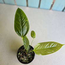 Load image into Gallery viewer, #RD10 Anthurium Furcatum