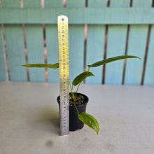 Load image into Gallery viewer, #RD10 Anthurium Furcatum
