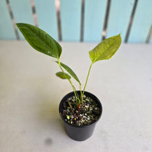 Load image into Gallery viewer, #RD10 Anthurium Furcatum
