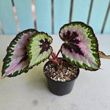 Load image into Gallery viewer, #R776 Begonia Unknown
