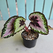 Load image into Gallery viewer, #R776 Begonia Unknown