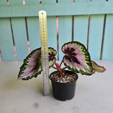 Load image into Gallery viewer, #R776 Begonia Unknown