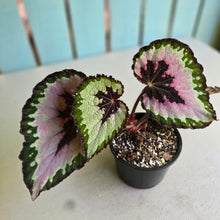 Load image into Gallery viewer, #R776 Begonia Unknown