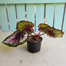 Load image into Gallery viewer, #R776 Begonia Unknown