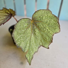 Load image into Gallery viewer, #D94 Begonia Unknown