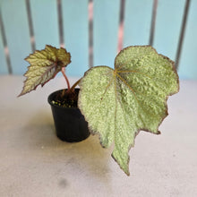 Load image into Gallery viewer, #D94 Begonia Unknown