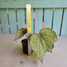 Load image into Gallery viewer, #D94 Begonia Unknown