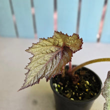 Load image into Gallery viewer, #D94 Begonia Unknown