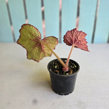 Load image into Gallery viewer, #D94 Begonia Unknown