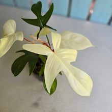 Load image into Gallery viewer, #RB9 Philodendron Florida Ghost