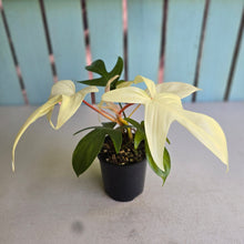 Load image into Gallery viewer, #RB9 Philodendron Florida Ghost