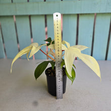 Load image into Gallery viewer, #RB9 Philodendron Florida Ghost