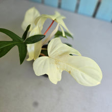 Load image into Gallery viewer, #RB9 Philodendron Florida Ghost