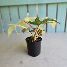 Load image into Gallery viewer, #RB9 Philodendron Florida Ghost