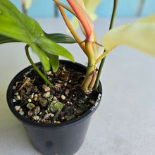 Load image into Gallery viewer, #RB9 Philodendron Florida Ghost