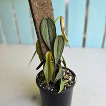 Load image into Gallery viewer, #R371 Two x Philodendron Burle Marx Fantasy