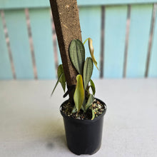 Load image into Gallery viewer, #R371 Two x Philodendron Burle Marx Fantasy