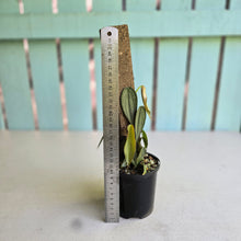 Load image into Gallery viewer, #R371 Two x Philodendron Burle Marx Fantasy