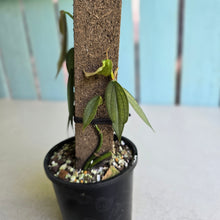 Load image into Gallery viewer, #R371 Two x Philodendron Burle Marx Fantasy