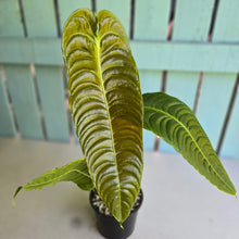 Load image into Gallery viewer, #RD29 Anthurium Veitchii