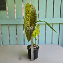 Load image into Gallery viewer, #RD29 Anthurium Veitchii