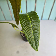 Load image into Gallery viewer, #RD29 Anthurium Veitchii