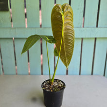 Load image into Gallery viewer, #RD29 Anthurium Veitchii