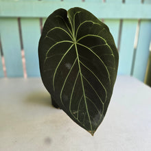 Load image into Gallery viewer, #D228 Large Anthurium Forgetii x