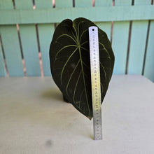 Load image into Gallery viewer, #D228 Large Anthurium Forgetii x