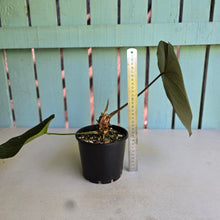 Load image into Gallery viewer, #D228 Large Anthurium Forgetii x