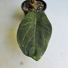Load image into Gallery viewer, #D228 Large Anthurium Forgetii x