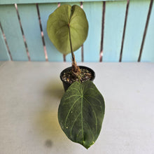 Load image into Gallery viewer, #D228 Large Anthurium Forgetii x
