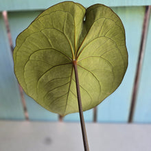 Load image into Gallery viewer, #D228 Large Anthurium Forgetii x